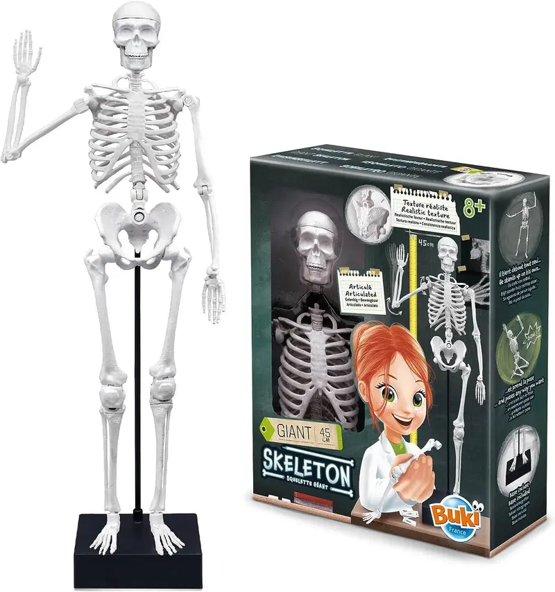 Buki France 45Cm Anatomical Skeleton Model For Education 1